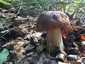 Ízletes vargánya (Boletus edulis), Őrség